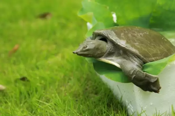 丁马甲鱼物种认定 (丁马甲鱼是否指中华鳖)插图3