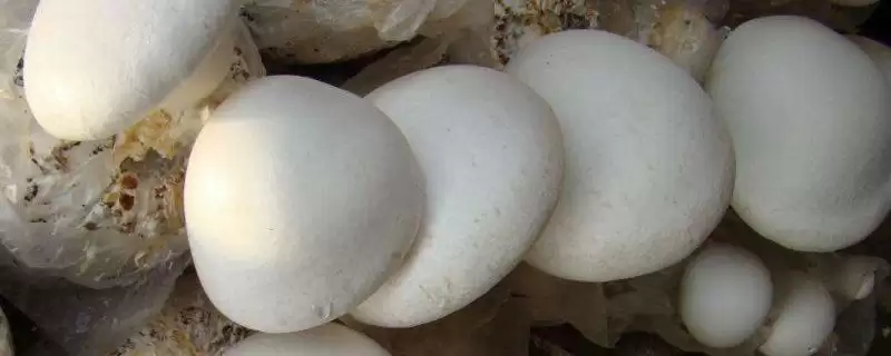 平山特产介绍 (平山特产是否有白灵菇等)-会东网