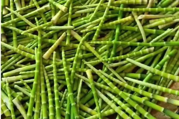 种植野菜利润因素 (种植野菜利润是否因品种等而异)插图7