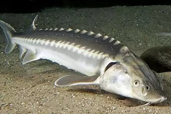 鲟鳇鱼和中华鲟差异 (鲟鳇鱼和中华鲟在珍稀度与鳃盖膜方面是否存在区别)插图5 鲟鳇鱼和中华鲟差异 (鲟鳇鱼和中华鲟在珍稀度与鳃盖膜方面是否存在区别)插图5