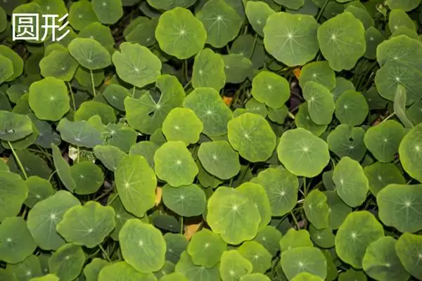 树叶常见颜色种类 (树叶常见颜色是否有绿、金黄、红等)插图12