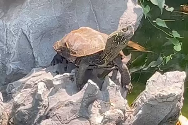 常见水龟品种列举 (常见水龟是否有巴西龟等品种)插图5