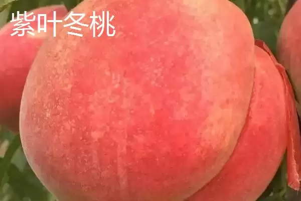 金秋红蜜桃等成熟时间 (金秋红蜜桃等桃子是否在 10 月成熟)插图6