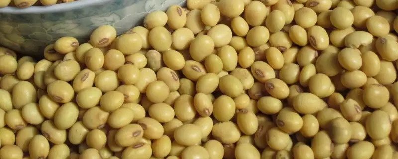 圣豆 23 大豆抗病能力 (圣豆 23 大豆是否中抗花叶病毒病 7 号株系)-会东网