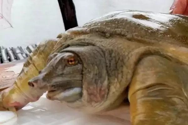 甲鱼、鳖、王八和乌龟指代 (甲鱼、鳖、王八和乌龟是否主要指两种动物)插图2