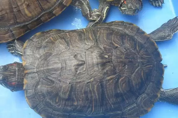 巴西龟投喂要点 (巴西龟投喂是否需定量)插图2 巴西龟投喂要点 (巴西龟投喂是否需定量)插图2