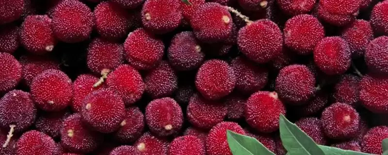 荸荠杨梅与东魁杨梅味道 (荸荠杨梅与东魁杨梅味道是否依个人口味而异)插图 荸荠杨梅与东魁杨梅味道 (荸荠杨梅与东魁杨梅味道是否依个人口味而异)插图