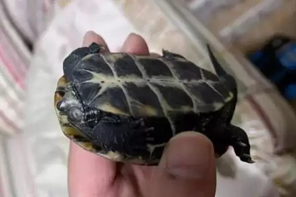 巴西龟作息习性 (巴西龟是否夜晚睡觉)插图5 巴西龟作息习性 (巴西龟是否夜晚睡觉)插图5