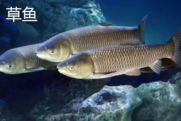 新关东鱼钩拉力值差异 (新关东鱼钩不同型号拉力值差异是否较大)插图6