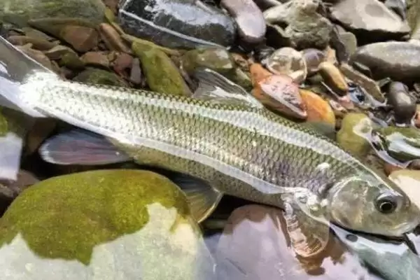 多鳞白甲鱼物种分类 (多鳞白甲鱼是否为鲤科白甲鱼属鱼类)插图1 多鳞白甲鱼物种分类 (多鳞白甲鱼是否为鲤科白甲鱼属鱼类)插图1