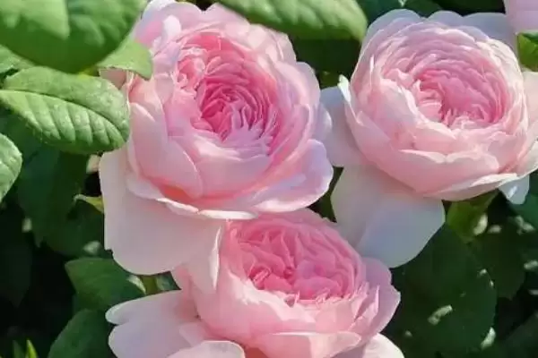 杜鹃花与梅花象征 (杜鹃花是否象征吉祥，梅花是否象征坚贞)插图1