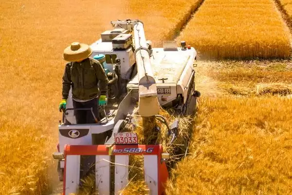 东北小麦收割时间 (东北小麦是否在 8 – 9 月收割)插图1 东北小麦收割时间 (东北小麦是否在 8 – 9 月收割)插图1