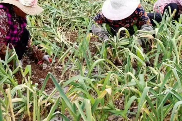 小麦收割常见时间 (6 月中旬是否经常进行小麦收割)插图4