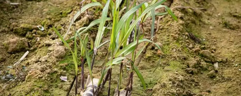 甘蔗种植与发芽时间 (甘蔗种植时间不同发芽时间是否不同)-会东网