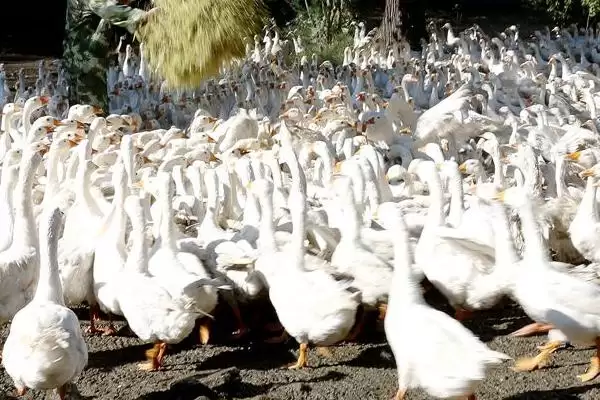 鹅食用植物限制 (鹅是否不能吃臭椿叶等植物)插图7