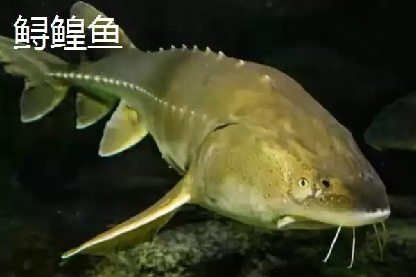 鲟鳇鱼和中华鲟差异 (鲟鳇鱼和中华鲟在珍稀度与鳃盖膜方面是否存在区别)插图2 鲟鳇鱼和中华鲟差异 (鲟鳇鱼和中华鲟在珍稀度与鳃盖膜方面是否存在区别)插图2