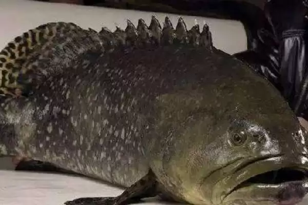 青斑鱼和石斑鱼差异 (青斑鱼和石斑鱼在生活环境等方面是否不同)插图6