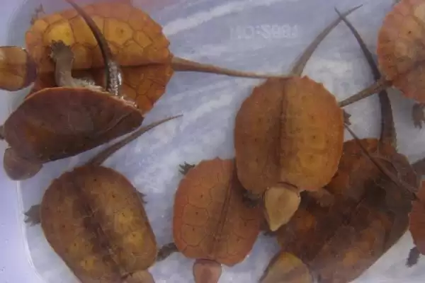 鹰嘴龟品种数量 (鹰嘴龟是否有 5 个品种)插图4