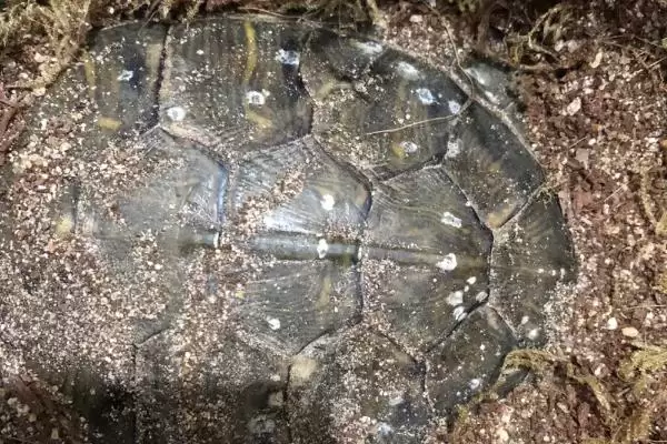 巴西龟作息习性 (巴西龟是否夜晚睡觉)插图11 巴西龟作息习性 (巴西龟是否夜晚睡觉)插图11