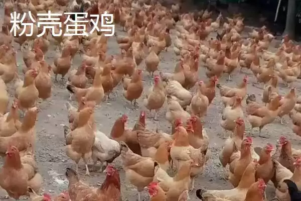 蛋鸡优良品种 (蛋鸡好品种是否有粉壳蛋鸡等)插图1