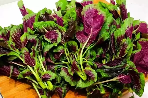 种植野菜利润因素 (种植野菜利润是否因品种等而异)插图5