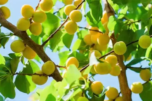 小白杏生长地域 (小白杏是否生长在天山脚下)插图1 小白杏生长地域 (小白杏是否生长在天山脚下)插图1