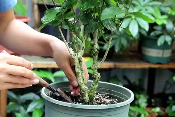 新买茉莉花掉苞原因 (新买茉莉花掉苞是否因环境不适)插图6