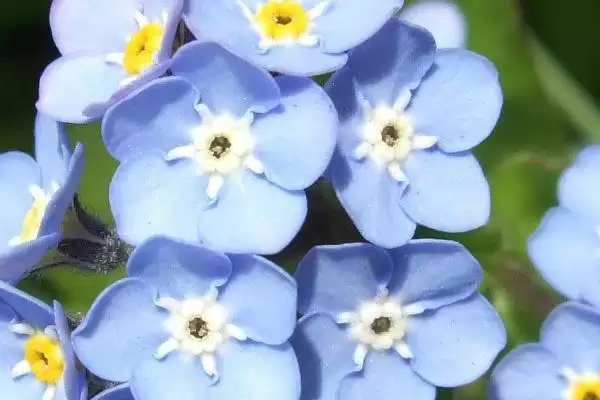 杜鹃花与梅花象征 (杜鹃花是否象征吉祥，梅花是否象征坚贞)插图4