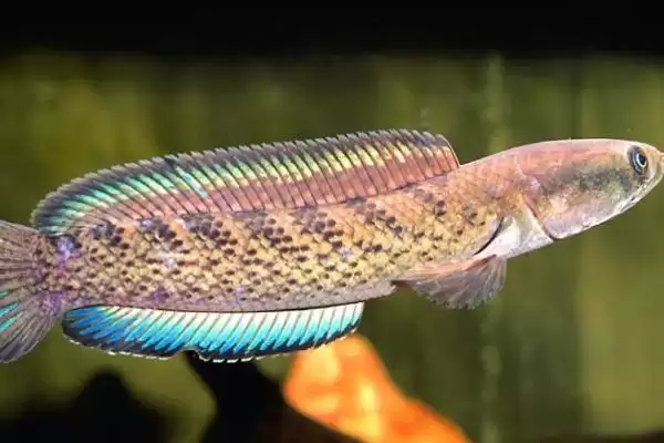 辐射污染区雷鱼管控 (辐射污染区雷鱼是否受到管制)插图2