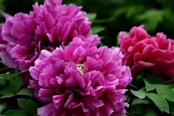 富贵花开寓意理解 (富贵花开是否寓意吉祥如意)插图1