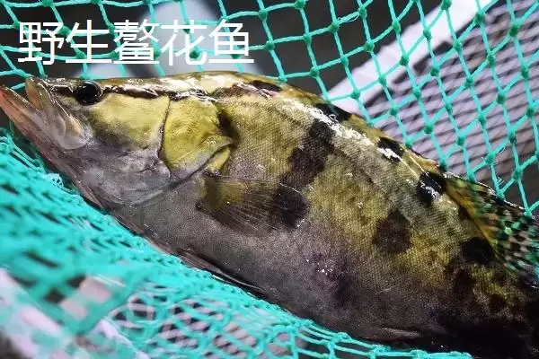 野生鳌花鱼价格情况 (野生鳌花鱼价格是否为 60 – 70 元  斤)插图1