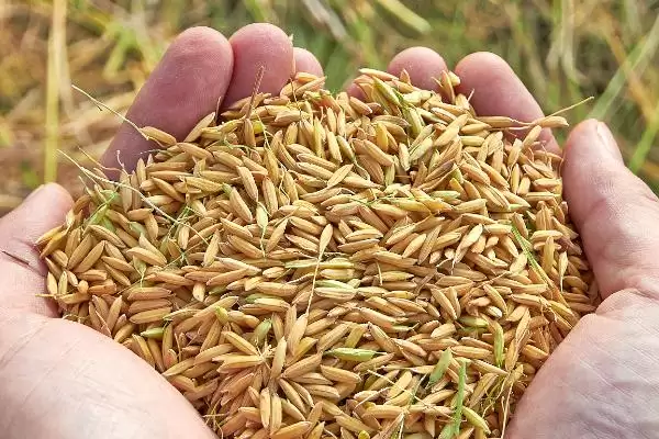 五谷指代内容 (五谷是否指稻、黍、稷、麦、菽)插图6 五谷指代内容 (五谷是否指稻、黍、稷、麦、菽)插图6