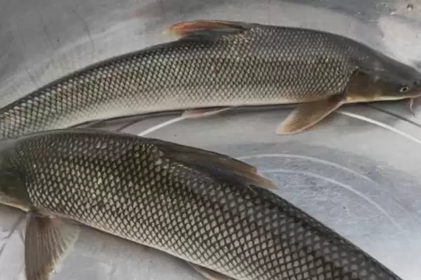 花骨鱼等鱼刺情况 (花骨鱼等鱼是否小刺较多)插图1 花骨鱼等鱼刺情况 (花骨鱼等鱼是否小刺较多)插图1