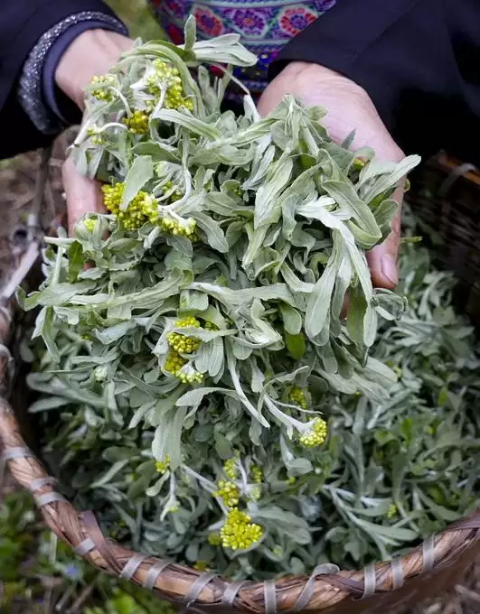 艾叶种植的具体方法 (艾叶怎样进行种植)?插图4 艾叶种植的具体方法 (艾叶怎样进行种植)?插图4