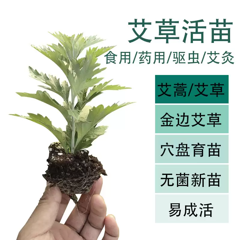 艾叶种植的具体方法 (艾叶怎样进行种植)?插图1 艾叶种植的具体方法 (艾叶怎样进行种植)?插图1