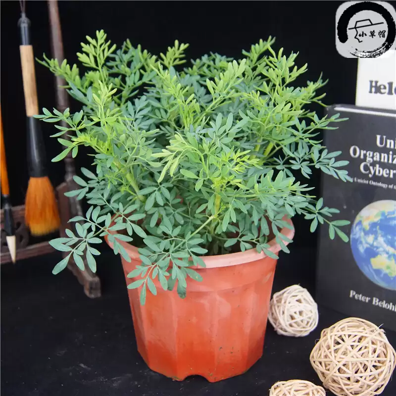 艾叶种植的具体方法 (艾叶怎样进行种植)?插图2 艾叶种植的具体方法 (艾叶怎样进行种植)?插图2