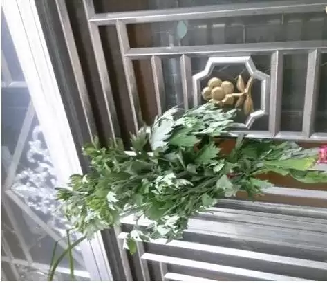 艾叶种植的具体方法 (艾叶怎样进行种植)?-会东网