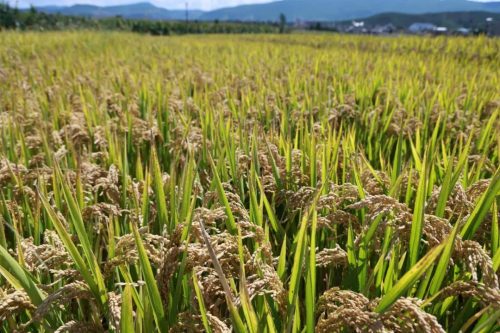 姜州镇水稻测产促丰收，科学决策保粮食安全-会东网