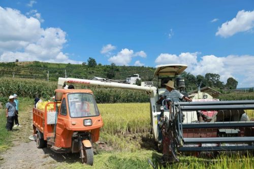姜州镇水稻测产促丰收，科学决策保粮食安全插图4