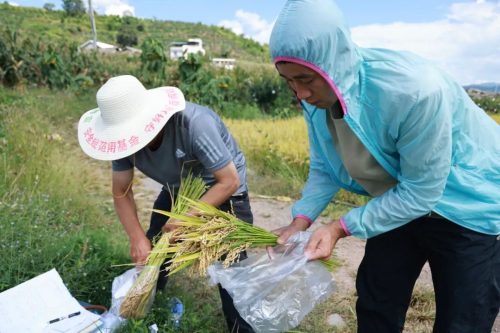 姜州镇水稻测产助力粮食安全，新品种试种显成效插图2