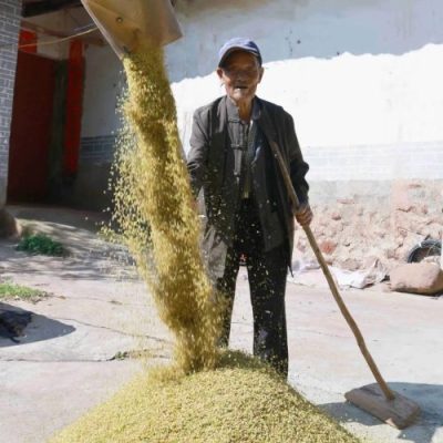 姜州镇秋收正忙：机械化助力稻谷丰收，确保粮食安全-会东网