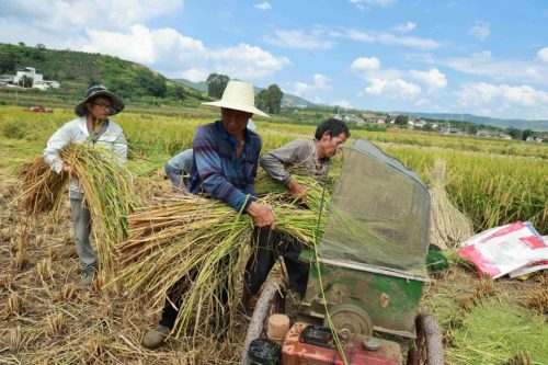 姜州镇秋收正忙：机械化助力稻谷丰收，确保粮食安全插图2