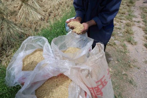 姜州镇秋收正忙：机械化助力稻谷丰收，确保粮食安全插图1