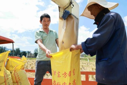 姜州镇秋收正忙：机械化助力稻谷丰收，确保粮食安全插图4