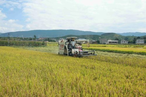 姜州镇秋收正忙：机械化助力稻谷丰收，确保粮食安全插图3
