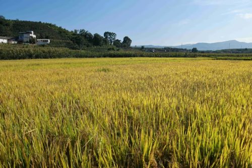 姜州镇秋收正忙：机械化助力稻谷丰收，确保粮食安全插图5