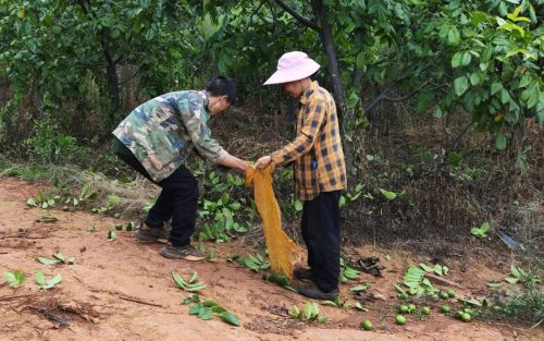 铁柳镇核桃产业兴旺：乡村振兴路上的硬“核”引擎插图2