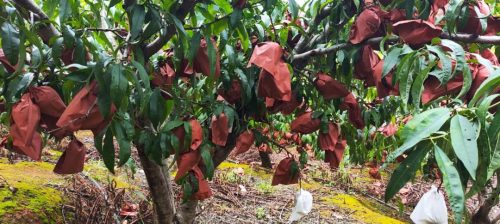 姜州镇云香村蜜桃丰收，特色产业助力乡村振兴-会东网