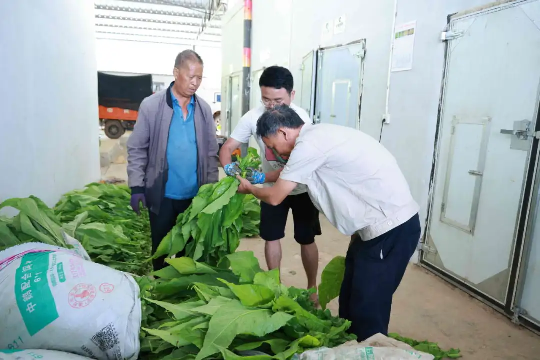 会东县烟叶丰收季：烟农抢抓时节忙采收，技术指导助力增效增收插图4