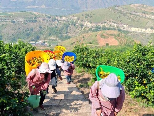 会理金砂柑橘园：规模化种植金秋沙糖橘，实现生态与经济效益双赢插图2